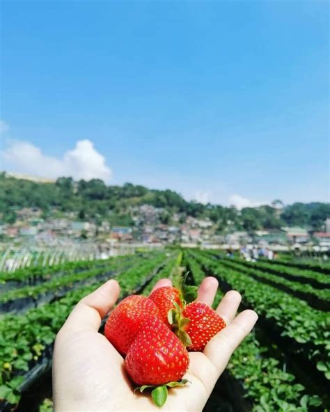 La Trinidad Strawberry Farm