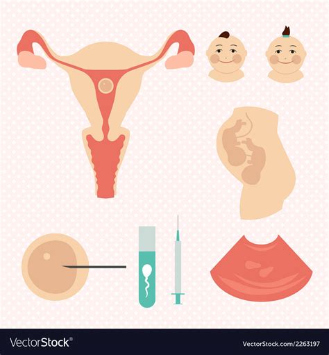 Ivf in vitro fertilisation twins Royalty Free Vector Image