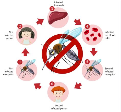 Dengue: Symptoms, Treatment, Prevention and Vaccines