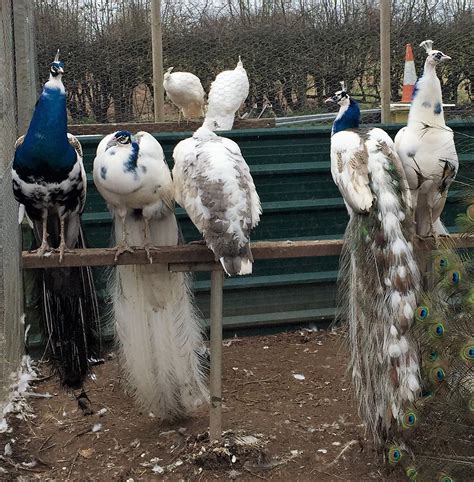 Silver Pied Peafowl - Peacocks UK