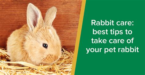 Rabbit care: best tips to take care of your pet rabbit - Parkside Vets Pets