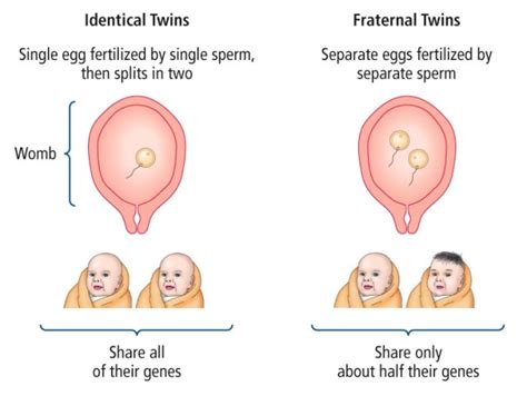 DNA and Identical vs. Fraternal Twins – DNA PLUS