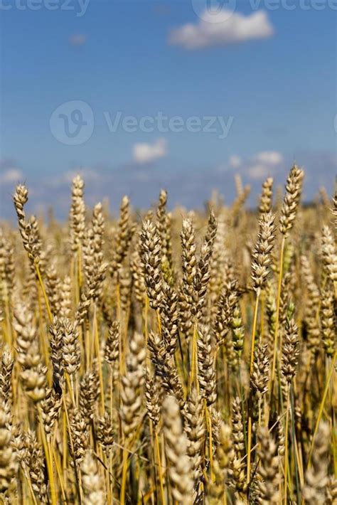 wheat spikelets, close up 9753213 Stock Photo at Vecteezy