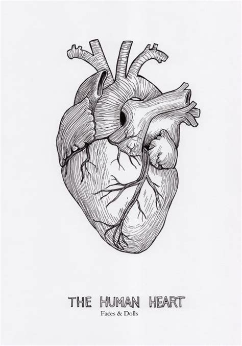 Heart Organ Sketch at PaintingValley.com | Explore collection of Heart ...