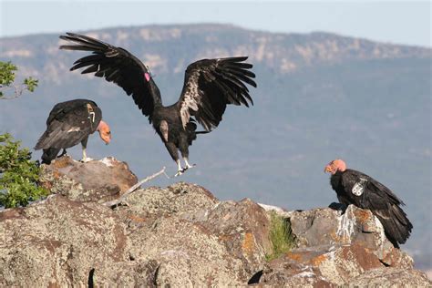 Backcountry Utah's Outdoor Adventure Journal: See California Condors at free event June 19