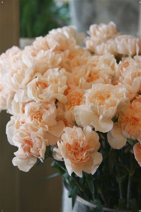 Pale Peach Lizzy Carnation Touch Of Blush | Peach flowers, Beautiful flowers, Pretty flowers