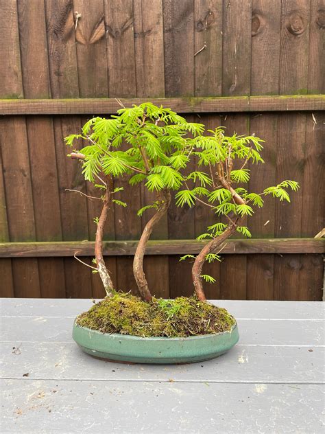 Dawn Redwood Bonsai Tree Forest - Etsy UK