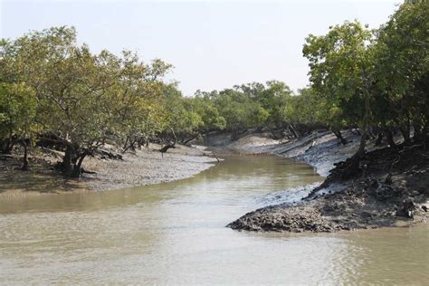 Sundarban National Park > Sundarbans Wildlife Sanctuary Tour Packages