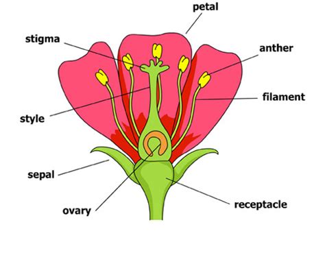 Parts of a Flower · Parts of Flowers and their Functions