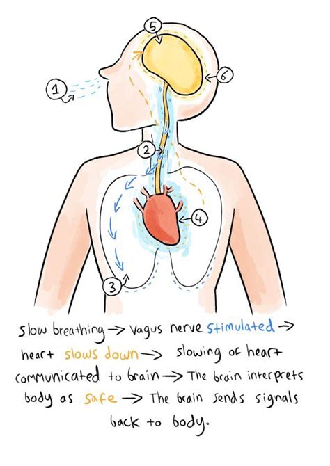 How to Stimulate the Vagus Nerve with Breathing Exercises