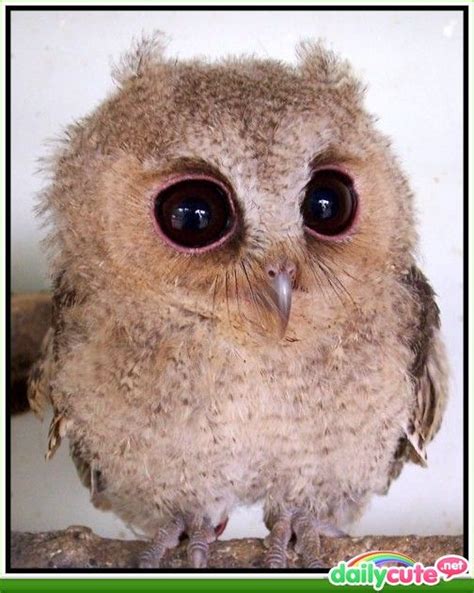 So ugly it's cute | Hoot Hoot | Cute baby owl, Baby owls, Owl