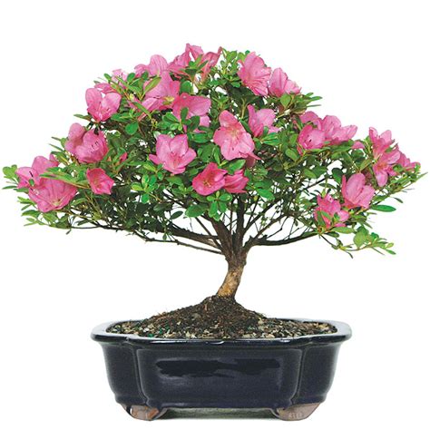 Satsuki Azaleai Bonsai Care