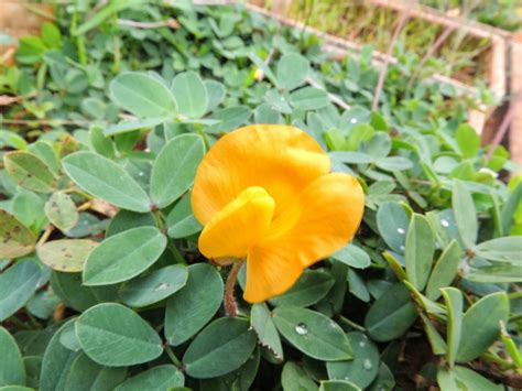 Fabaceae - Leguminosae: Fabaceae - Arachis glabrata Benth.