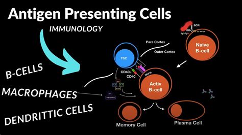 Antigen Presenting Cells (Everything you NEED to know) - Immunology ...