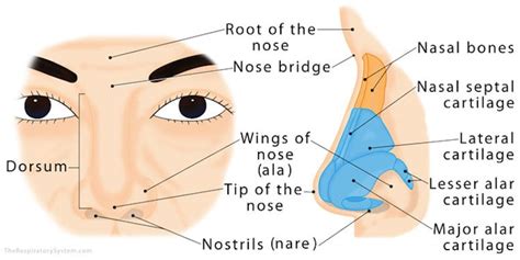 Learn How to Draw Any Type of Human Nose With a Few Simple Steps ...