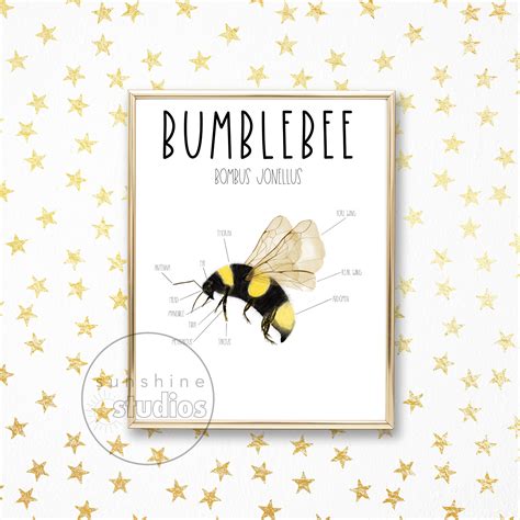 Bumble Bee Diagram, Anatomy Poster, Educational Wall Art, Science ...