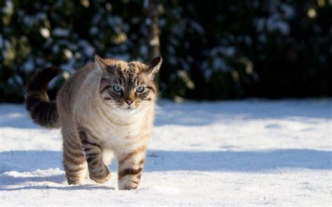 cat snow Wallpapers HD / Desktop and Mobile Backgrounds