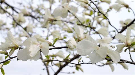 White Magnolia Desktop Wallpapers - Top Free White Magnolia Desktop ...