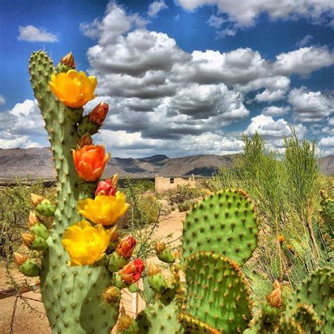 Arizona beauty! Shared from FOX 10... - Jim's Trading Post | Desert flowers, Desert plants ...