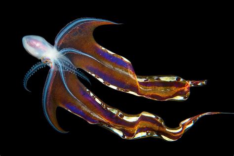 🔥 Queen of the Ocean - "A Female Blanket Octopus" 🔥 : r/NatureIsFuckingLit