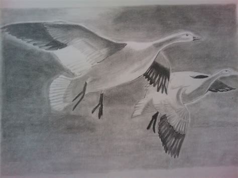 Bird Pencil Shading