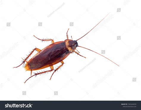 61+ Thousand Cockroach Royalty-Free Images, Stock Photos & Pictures | Shutterstock