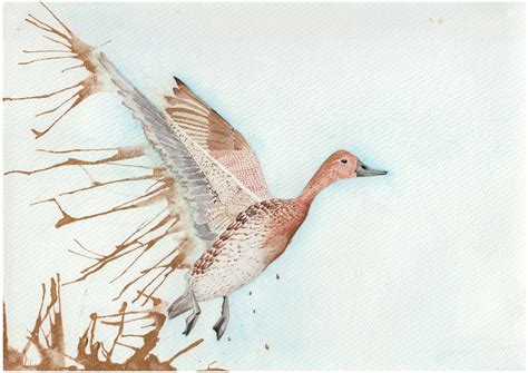 Original Female Pintail Duck watercolour painting | Etsy