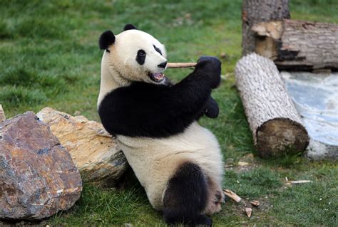 Giant pandas to be released into wild outside Sichuan for first time ...