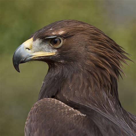 Golden Eagle | British Bird Of Prey Centre Wales