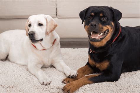 Are Labradors And Rottweilers Good Companions? – The German Shepherder