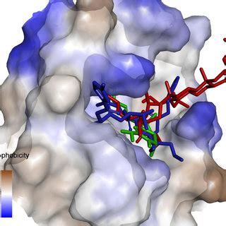 2D structure of ligands clathrin_A (A), clathrin_B (B), clathsterol... | Download Scientific Diagram