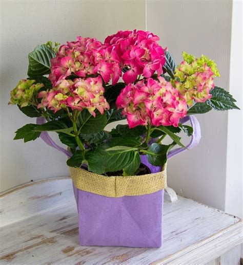 Belgium | International Flower Delivery | 1-800-Flowers.com