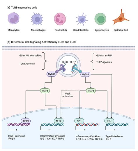 Pathogens | Free Full-Text | The Relevance of TLR8 in Viral Infections