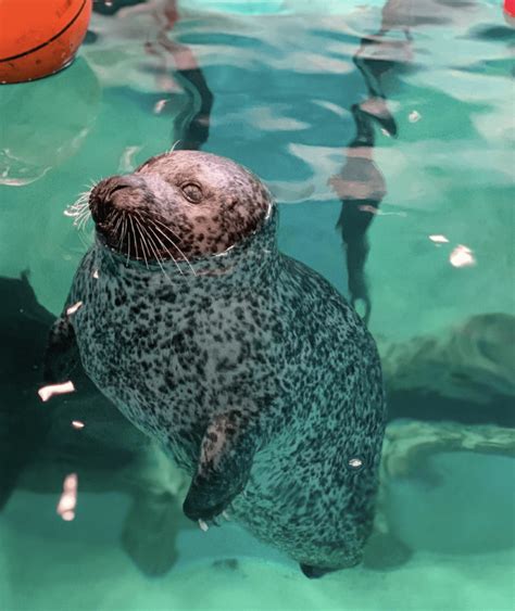 Why Jenkinson's Aquarium On The Point Pleasant Boardwalk Is My Family's Favorite Spot