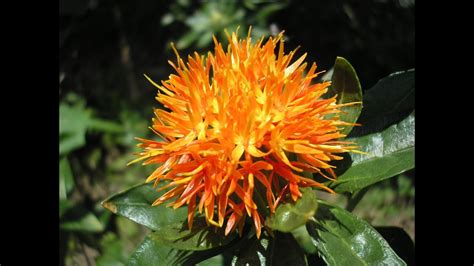 safflower seeds for planting