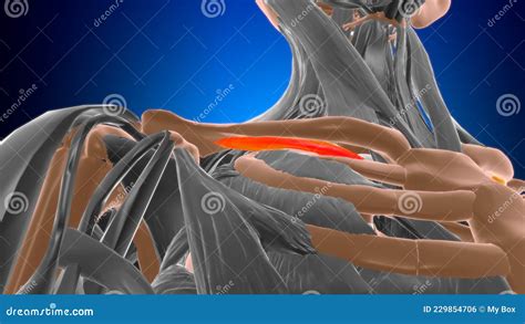 Subclavius Muscle Anatomy for Medical Concept 3D Stock Illustration ...