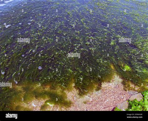 Ulva lactuca, also known by the common name sea lettuce, is an edible ...