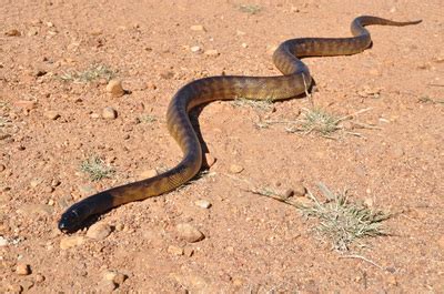 Category: Snakes - Adventuring in Australia