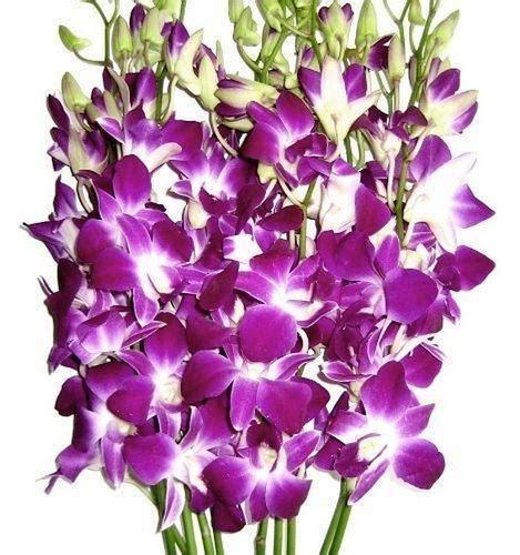 Fresh Orchid Flower, Color : Purple at Rs 40 / Piece in Pune | VIKRANT ...