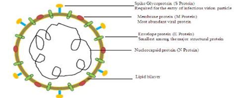 Structure of Coronavirus [12] | Download Scientific Diagram