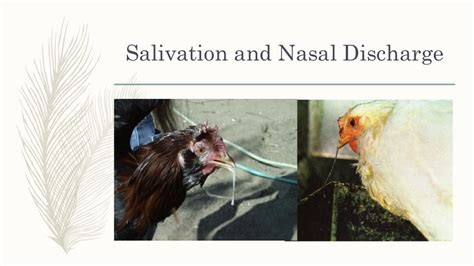 Newcastle disease outbreak in region III by Dr E Lapuz