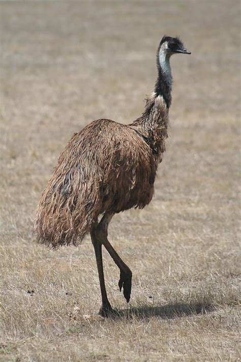 Favorite from Casuariformes - Emu (Dromaius novaehollandiae) National ...