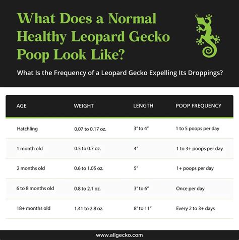 What does a Healthy Leopard Gecko Poop Look Like?