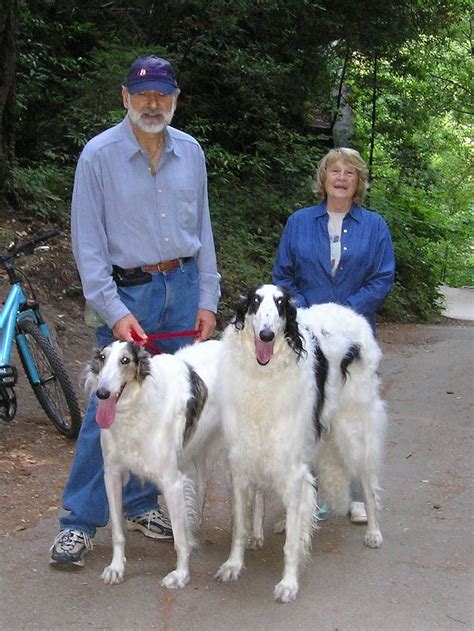 borzoi mix images | Pets Photos | Borzoi, Animals images, Animal photo