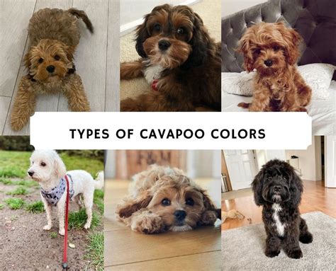 Types of Cavapoo Colors: Tri-Color, Black, White, etc. (2024) - We Love ...