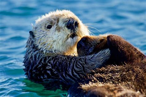 Sea Otter Recovery and Advocacy » Marine Conservation Institute