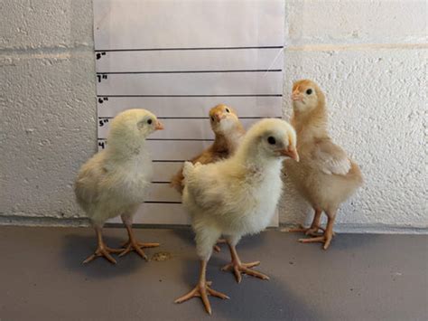 How Do You Care for Baby Chicks? – The Critter Depot