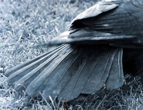 Crow tail feathers Crow photograph black feathers by LoneCrowPhoto | Black feathers, Native ...