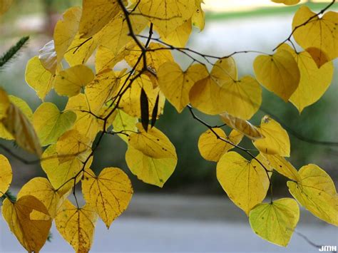 Redbud | The Morton Arboretum