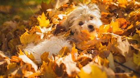 Fall Dog Wallpapers - Top Free Fall Dog Backgrounds - WallpaperAccess